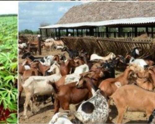 Priorizan aplicación de la ciencia y la técnica campesinos moronenses