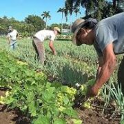 Producir alimentos como prioridad esencial