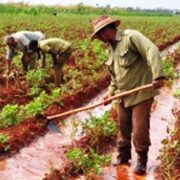 Por la soberanía alimentaria