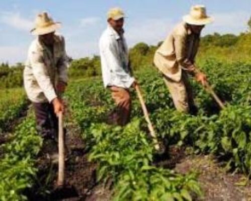 Consolidan gestión de Brigadas Juveniles Campesinas en Morón