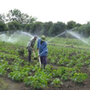 Priorizan inversiones en sector agropecuario
