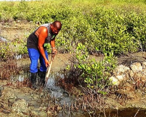 Impulsan Tarea Vida en Jardines del Rey