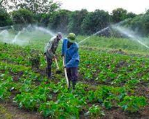 Aclaman medidas que favorecen producción de alimentos