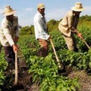 Medidas para producir más alimentos