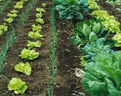 Reconocen a fincas por gestión agroecológica