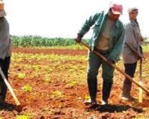 Prestos campesinos a producir más alimentos