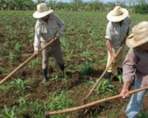 Insisten en potenciar la soberanía alimentaria