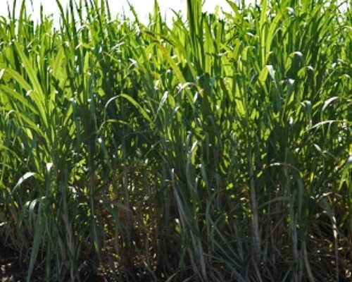 Siembran avileños variedades de caña más resistentes