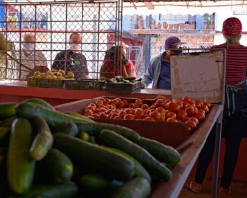 Implementan alternativas para garantizar más alimentos