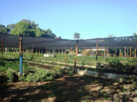 Fomenta cultivos la Agricultura Urbana, Suburbana y Familiar