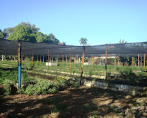 Incrementa áreas y cultivos la Agricultura Urbana, Suburbana y Familiar