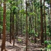 Grupo Agroforestal busca alternativas energéticas