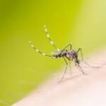 Refuerzan medidas para evitar la propagación del dengue