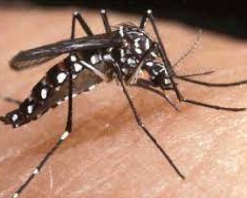 El mosquito es nuestro principal enemigo