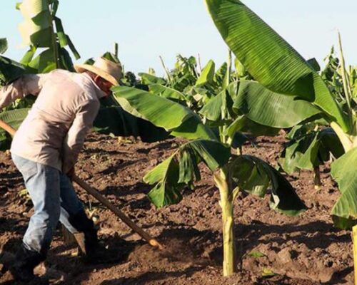 Impulsan labores agrícolas cooperativistas moronenses