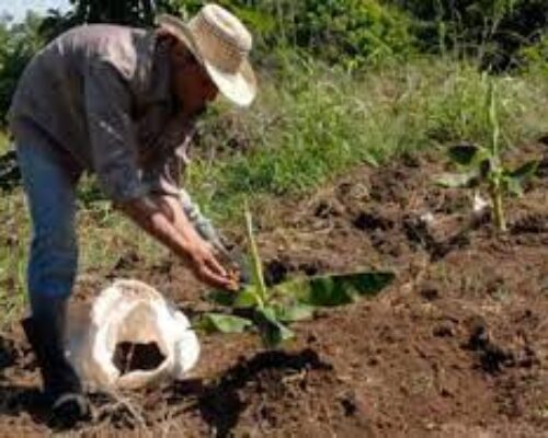 Priorizan prácticas agroecológicas en cultivos varios