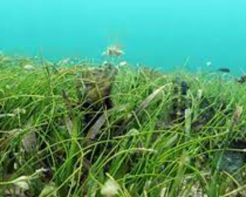 Estudian los pastos marinos especialistas del CIEC