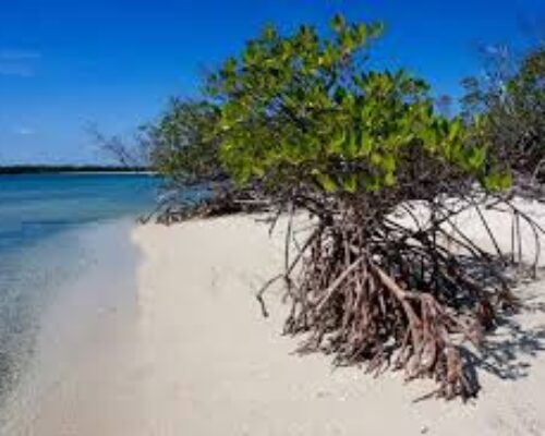 Abogan por minimizar afectaciones a la biodiversidad