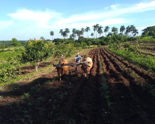 Aportan técnicos al desarrollo de la agricultura sostenible