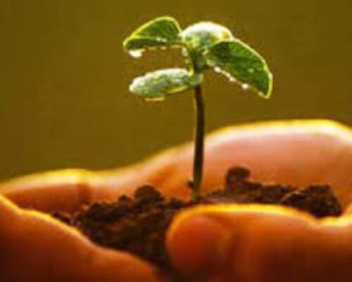 Agilizan empleo de prácticas agroecológicas campesinos moronenses