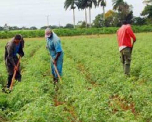 Fomentan cultivos varios y módulo pecuario en Cooperativa de Producción Agropecuaria