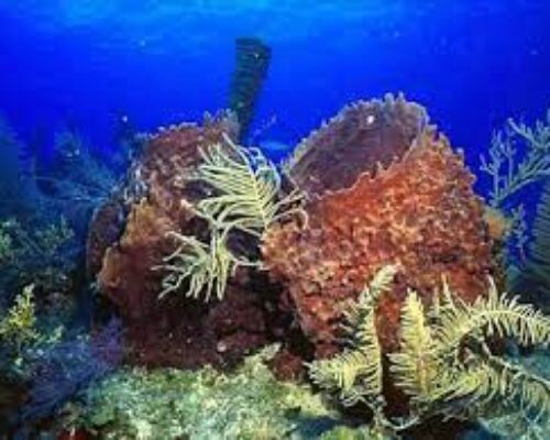 Incentivan estudios sobre fondos marinos en Jardines del Rey