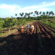Agroecologia por la sostenibilidad alimentaria