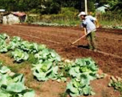 Abogan por introducir resultados científicos en la producción y los servicios