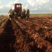 Siembra de papa para garantizar más alimentos para el pueblo