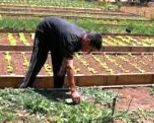 Insisten en aprovechar al máximo cada pedazo de tierra disponible