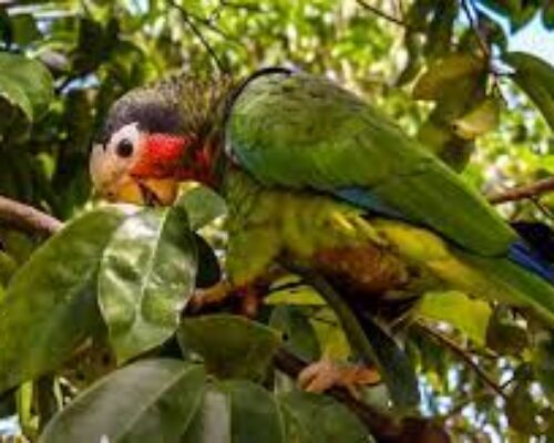 Insisten en conservación del hábitat natural de la fauna silvestre