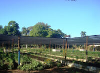 Prevén garantizar hortalizas para fin de año