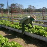 Perspectivas y desafíos de los sistemas alimentarios