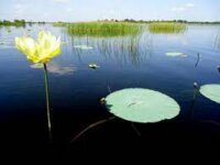 Apoyan protección del Gran Humedal del norte
