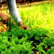 Por el camino de la Soberanía Alimentaria