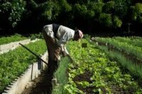 Abogan trabajadores de la agricultura por resultados superiores