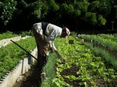 Morón: Por resultados superiores en la agricultura