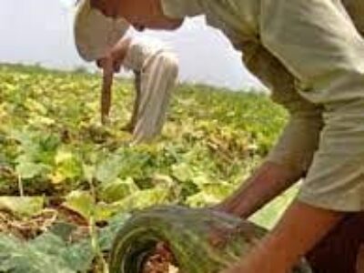 Impulsan tareas por el Día del Campesino en Morón