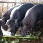 Valoran de favorable la cría del cerdo criollo