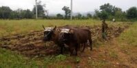Insisten en cultivar todas las tierras disponibles