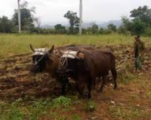 Optan por cultivar todas las tierras disponibles