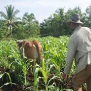 Resultados desfavorables en producción agropecuaria