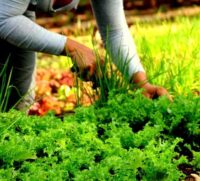 Apelan a la ciencia y la técnica en sector cooperativo y campesino