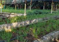 Incentivan la agricultura familiar