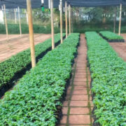 Hacer ciencia para la agricultura