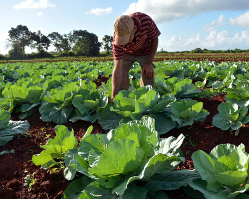 Promueven el óptimo aprovechamiento de la tierra