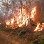 Insisten en evitar incendios forestales