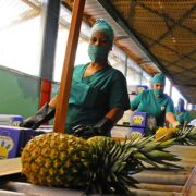 Avanza programa de diversificación de la piña