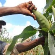 Exige producción de alimentos mayor ritmo en Ciego de Ávila