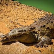 Criadero de cocodrilos en Morón